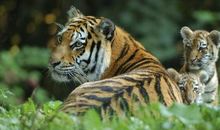 关于老虎的谚语大全