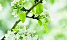 描写梨花的诗句