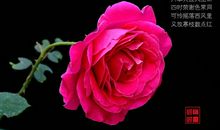 描写月季花的诗句