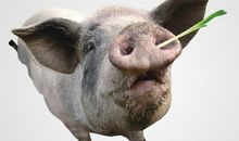 猪鼻子插大葱的歇后语