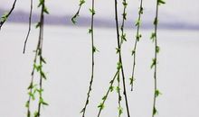 关于柳叶的比喻句