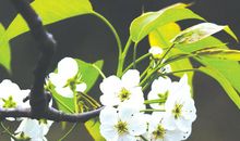 描写梨花的古诗