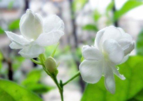 描写茉莉花的诗