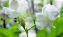 描写茉莉花的诗句