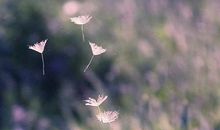 唯美语段淡淡忧伤