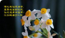 描写水仙花的诗句