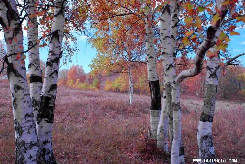 白桦树的比喻句