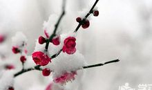 用梅花造比喻句