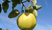 关于梨的比喻句