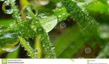 描写露珠的短句子