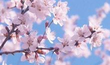 描写桃花盛开的诗句