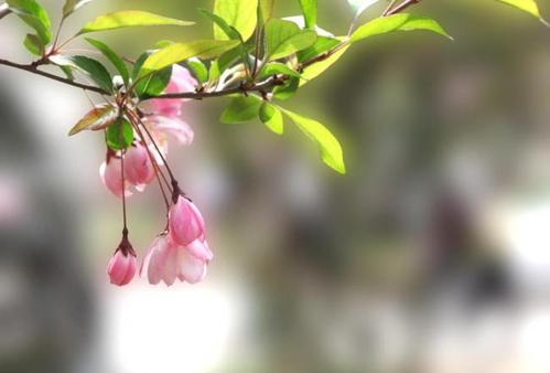 美丽的春天句子