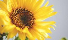 猪年大年初一祝福语