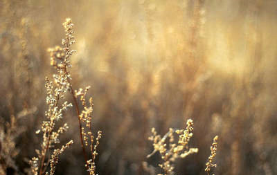 那些美丽的句子：你在我的梦中，甜蜜而甜蜜1