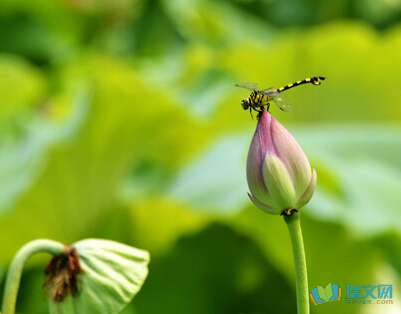 描写夏天的古诗
