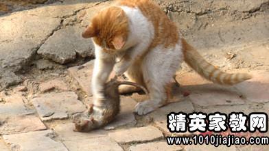 那只老鼠掉下来了