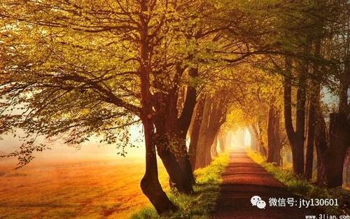 比喻句子像落叶