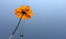 抖音上发表心酸的句子