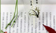 谚语书签