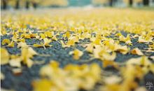 唯美的句子图片心情：岁岁年年，我都属于你