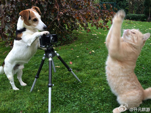 关于猫和狗的英语谚语