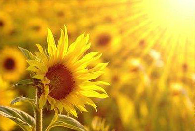 漂亮的句子，我用向日葵来解释阳光