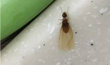 关于蟑螂的歇后语