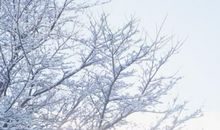 冬天树木的比喻句