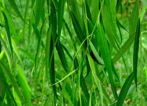 树林的隐喻是什么