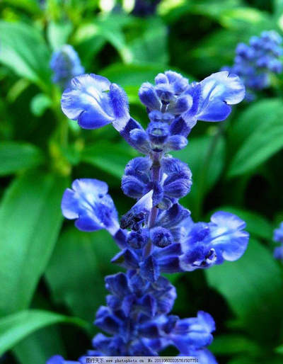 美丽的句子，你的微笑，美丽的那束紫色和蓝色的薰衣草