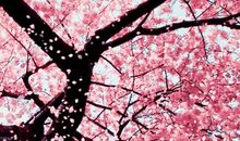 形容樱花的比喻句