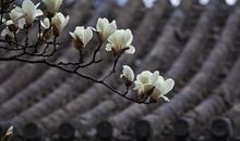 写玉兰花的比喻句