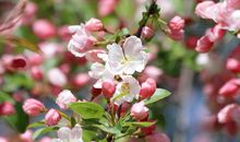 描写春天景物的古诗