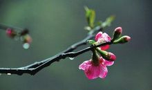 描述春雨的句子