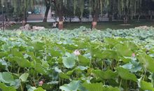 形容的荷花比喻句