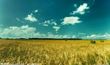 关于田野的比喻句