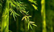 描写露珠的比喻句