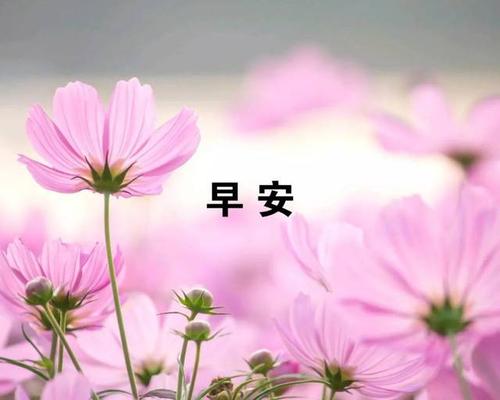 在朋友圈中发送优美的句子