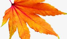 秋天的枫叶比喻句