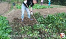 地里的蚯蚓歇后语