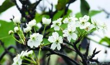 有关梨花的比喻句