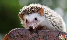 老虎吃刺猬歇后语