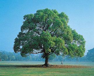 描述树木的段落