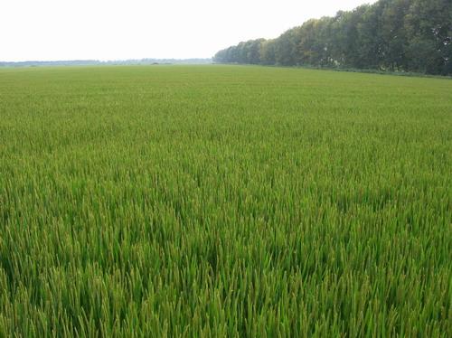 描述高粱的寓言