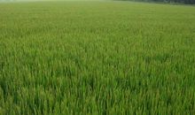 形容高梁的比喻句