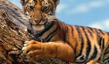 老虎的胡子歇后语