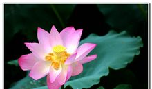 描写雨后荷花的诗句