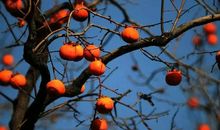 比喻句红红的柿子