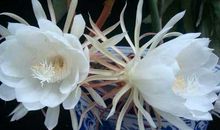 有关昙花的比喻句