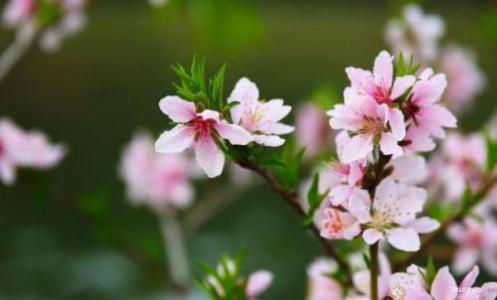 春天场景的隐喻